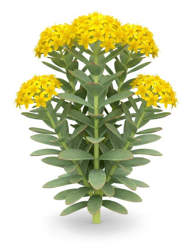 Rhodiola Rosea Root