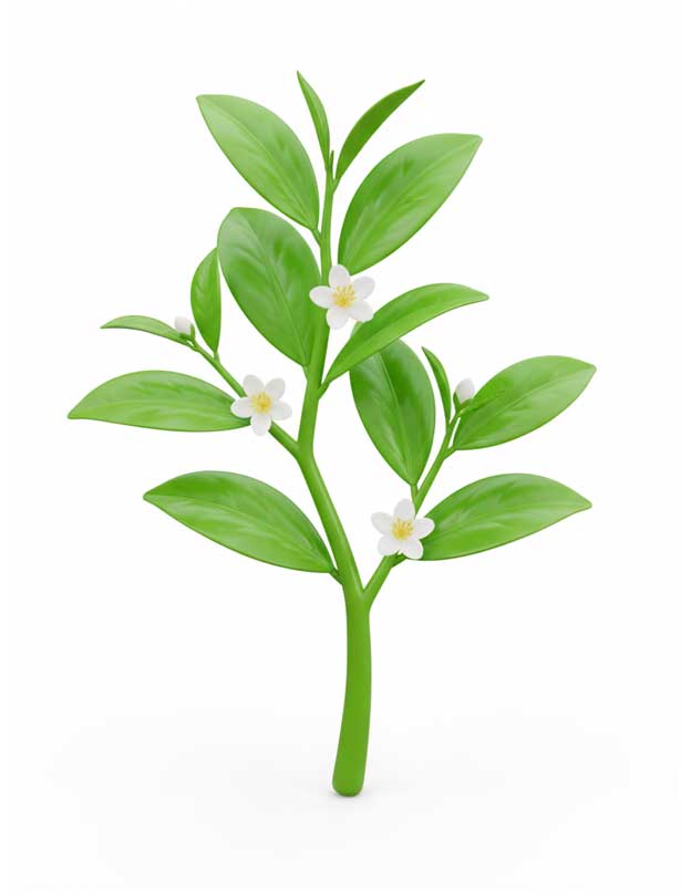 L-Theanine